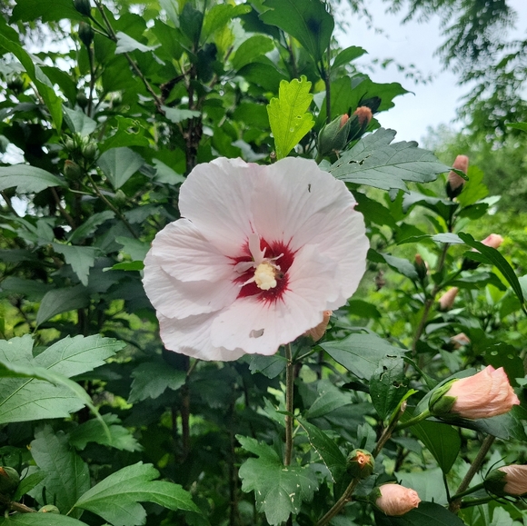 Rose of Sharon & Black Walnut Leaf Herbal Tea | Detox, Skin, Gut Health Blend - Picture 4 of 4